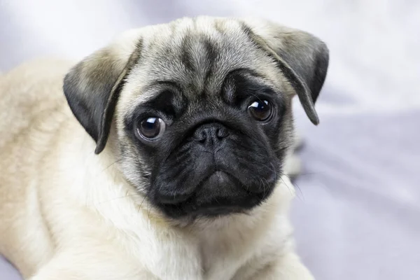 Pug Cachorro Con Atención Mira Retrato —  Fotos de Stock