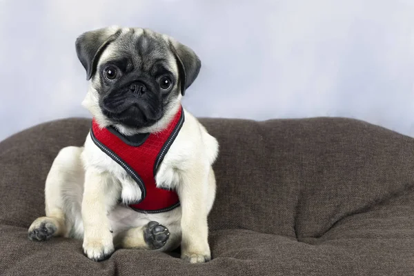 Pug köpek yavrusu kırmızı bir koşum takımı, kahverengi bir yastık oturur