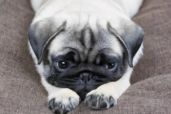 üzgün köpek yavrusu bekliyor, köpek hasta ve sahibi özlüyor