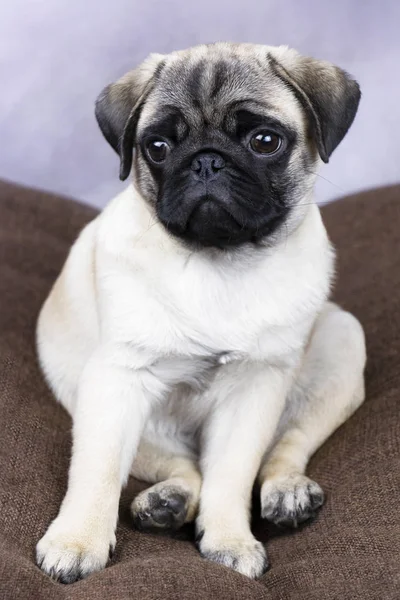Üzgün ya da düşünceli köpek pug, seyir portre