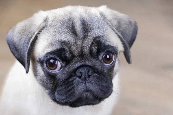 Özenli bir köpek yavrusu portresi, yüz yakın çekim