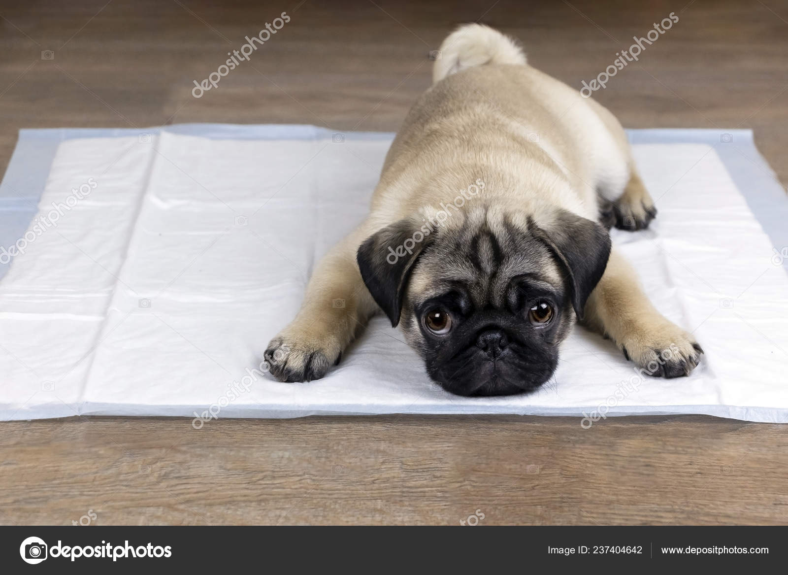 belgian malinois diet