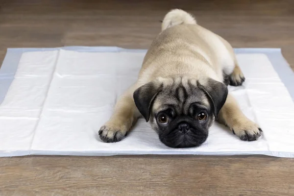 Emici çöp, köpeklerine alıştırmak için tuvalet eğitimi Evcil hayvan köpek