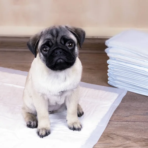 Emici çöp, yavru köpek tuvalete alıştırmak