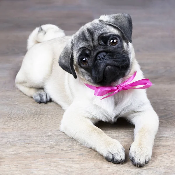 Pug köpek yavrusu pembe bir yay ile yerde yatarken ve şirin görünüyor