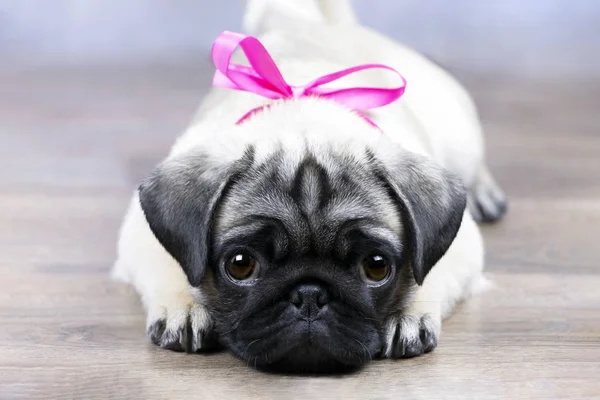 Pug köpek yavrusu pembe bir yay ile yerde yatarken ve şirin görünüyor