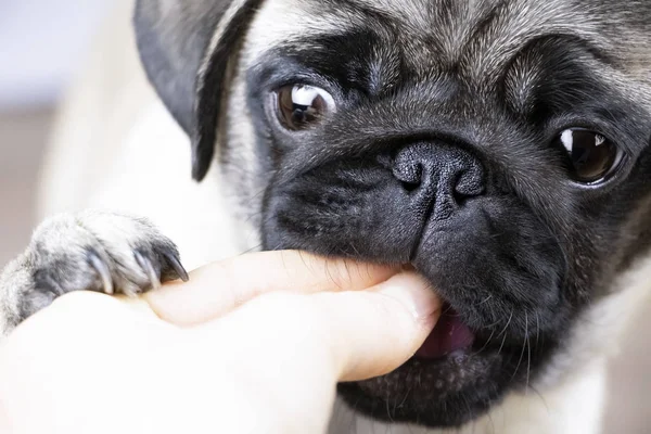 komik pug köpek yavrusu dışarı-in yemek eller, yakın çekim
