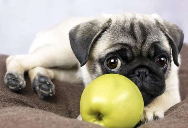 şirin komik köpek bir yeşil elma ile yatıyor