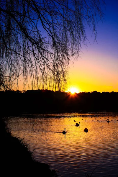 Group of swan on the lake at sunset with silhouette of trees without leaf