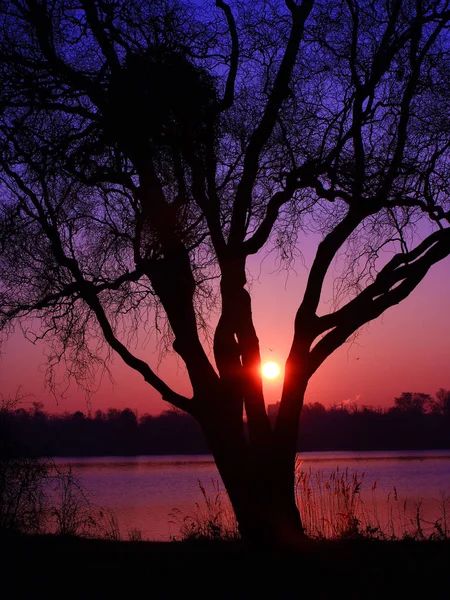 Nahaufnahme Einer Strahlenden Sonne Die Inmitten Von Ästen Eines Baumes — Stockfoto