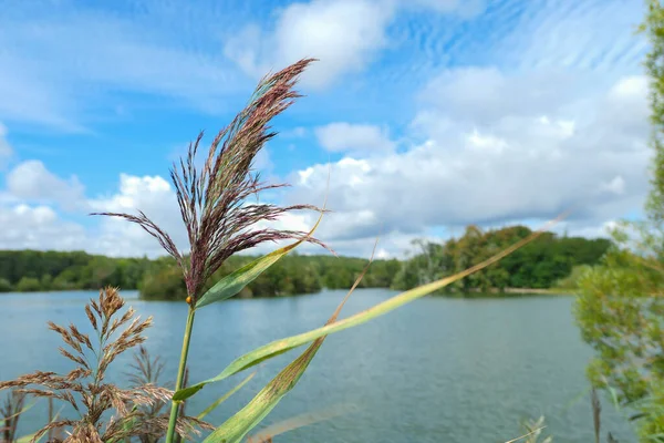 Close-up on a pampa grass. Selective focus on the plant. Background blurred voluntarily on a lake and vegetation.