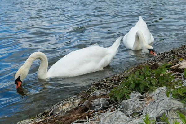 Two swans mute on the edge of a lake. Waterbirds feeding.