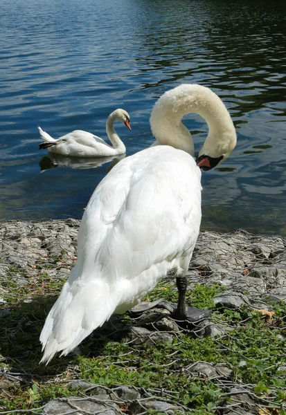 Cisne Mudo Junto Lago Seabird Limpiándose Con Bebé Lado —  Fotos de Stock