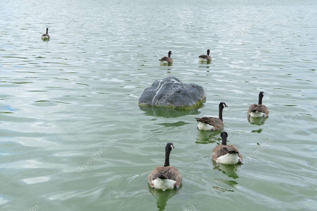 Grupo de Gansos de Canadá. Gansos de cabeza negra, Branta canadensis