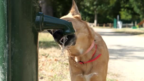 Zwolniony Ruch Młodego Psa Pijącego Wodę Przy Kranie Fontanny Kobieta — Wideo stockowe
