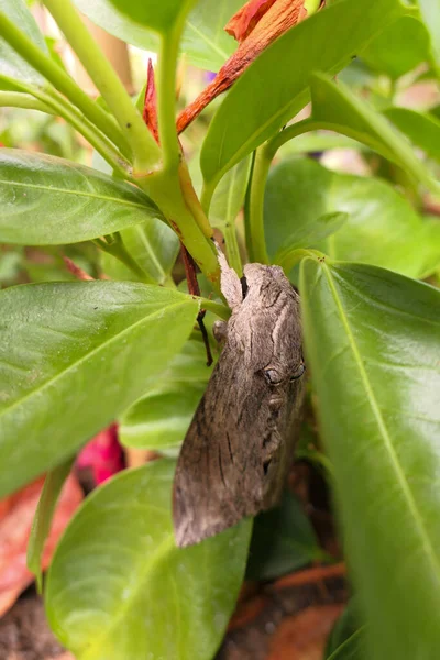 Schmetterlingskossus Holz Verderben Tierarten Ein Insekt Das Sich Wie Holz — Stockfoto