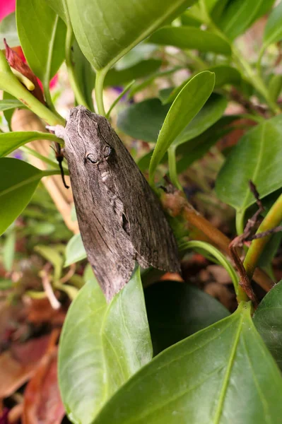 Ξύλο Της Πεταλούδας Χαλάει Ζωικό Είδος Ένα Έντομο Που Καμουφλάρεται — Φωτογραφία Αρχείου