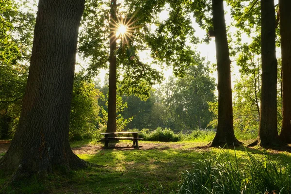 Paisagem Romântica Uma Floresta Raios Sol Através Folhagem Uma Árvore — Fotografia de Stock