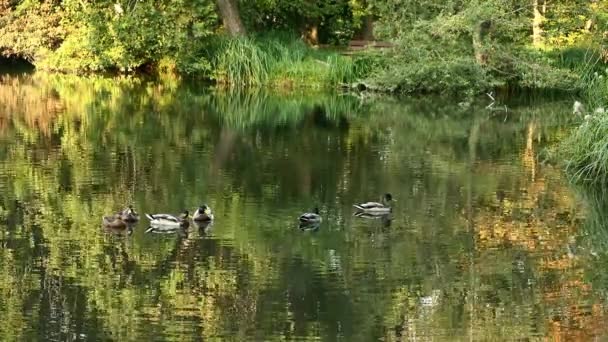 夏には湖の上のマガモのグループ 自然環境の中での水鳥 植生は意図的に背景にぼやけている 農村部 — ストック動画