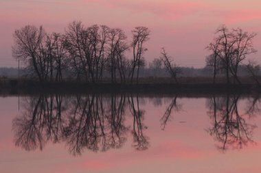 Bir nehir ağaçlarda yansıması