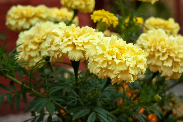 Las Flores Amarillas Jardín —  Fotos de Stock