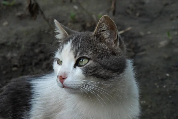 Belo Gato Sem Teto Pátio — Fotografia de Stock