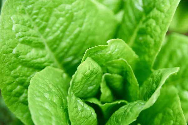 yeşil yapraklı marul.