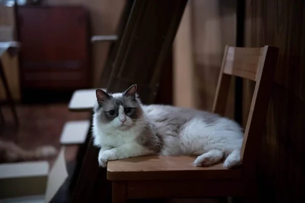 Kahverengi ahşap sandalyede oturan gri kedi.
