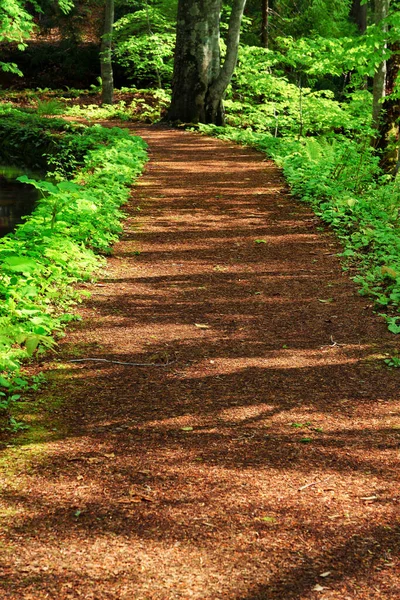 Skogsstig Som Leder Genom Skogen — Stockfoto