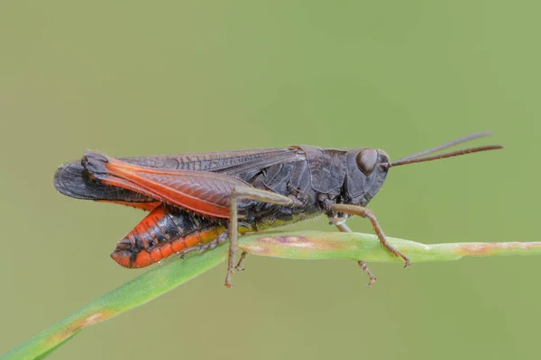 Çizgili kanatlı çekirge otların üzerinde
