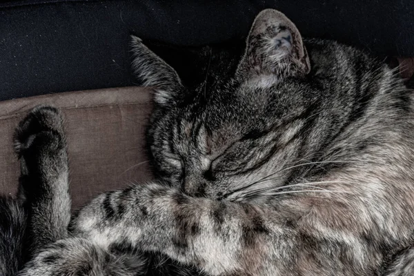 Evcil bir tekir kedi, bir tokmakla kıvrılıp, yastığın üzerinde uyuyor.