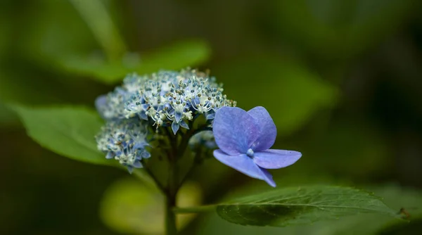 Makro ortanca serrata doğada