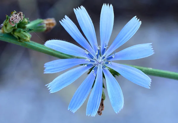 Küçük mavi Afrika papatyaları