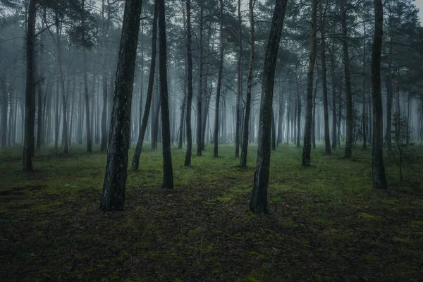 Gloomy Dark Forest Covered Smog — Stock Photo, Image