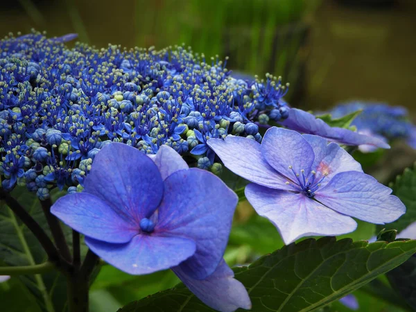 Mavi ormanlık, çiçek açan ortanca