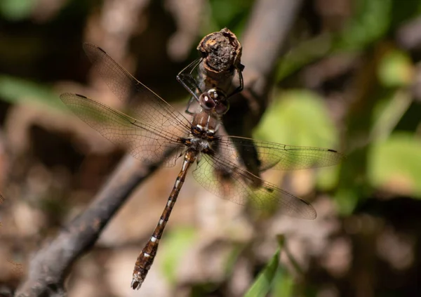 Çubuğun üzerinde küçük kanatlı böcekler