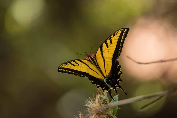 Papilio machaon kanatlarını çırpıyor