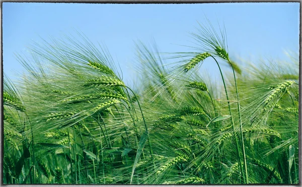Tarlada yeşil buğday başakları