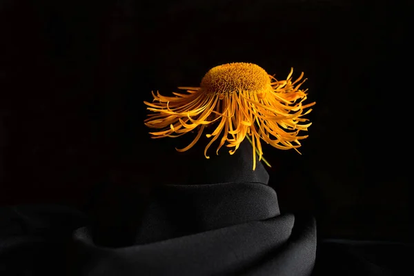 Siyah arkaplanda sarı çiçek yakın plan