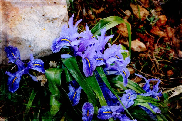 Yeşil yapraklı bir buket bahar zambağı.