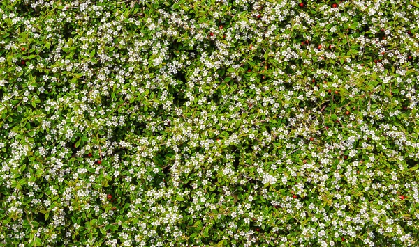 Textura de arbustos verdes con flores blancas . — Foto de Stock