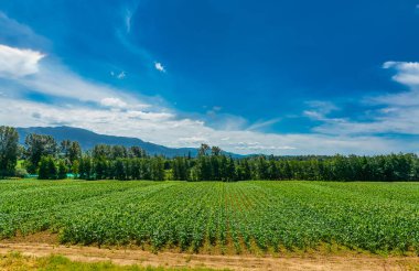 Dağ ve mavi gökyüzü arka plan ile Çiftçiler alan. British Columbia, Kanada
