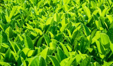 Yeşil doku arka plan bırakır. Yeni yapraklar arka plan.