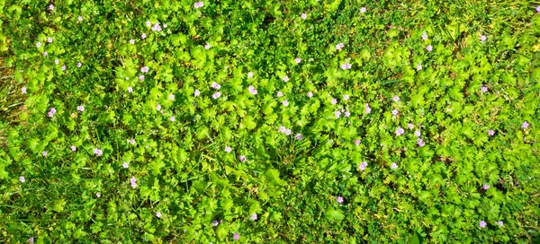 Textura zelených keřů s malými růžovými a modrými květy. — Stock fotografie