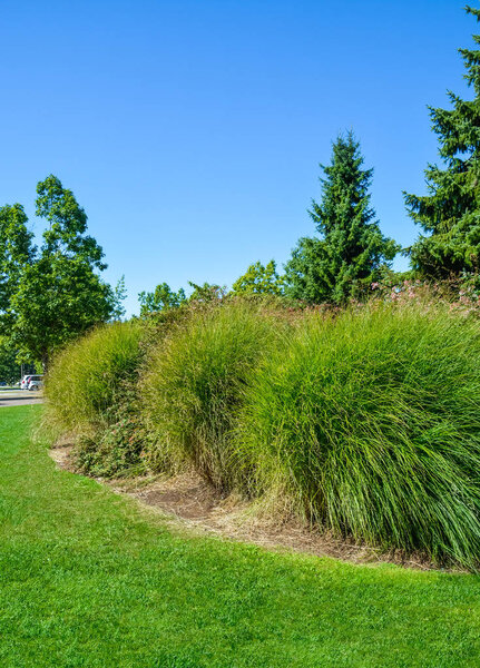 Decorative bushes of grass within the landscape of park zone.