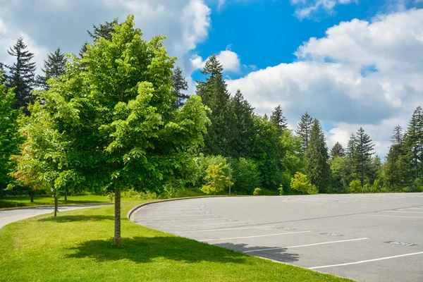 Árvore decorativa no gramado verde entre uma estrada e estacionamento . — Fotografia de Stock