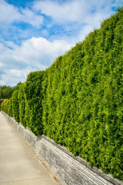 Довга зелена огорожа на наземній терасі вздовж бетонного тротуару на фоні неба — стокове фото