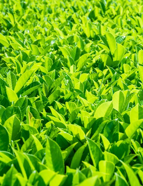 Green leaves texture background. New leaves backdrop.