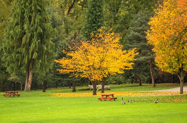 Bright yellow tree in a park on autumn day. Fall season in Canada — Stock Photo, Image