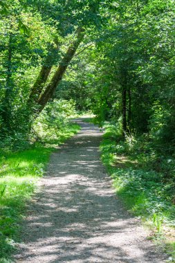 Güneşli yeşil yaz ormanı boyunca gölge yürüyüş izi